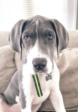 Penelopethegreatdane