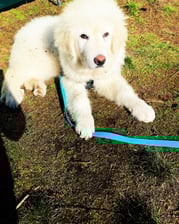 milo_the_great_pyrenees_