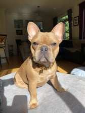 ceddythefrenchie
