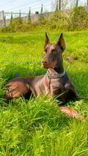 doberace