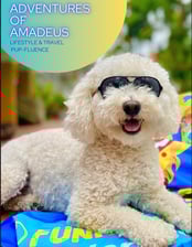 adventuresofamadeus