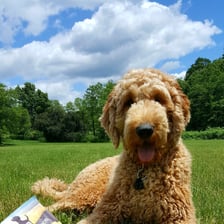 baxter.goldendoodle.malone