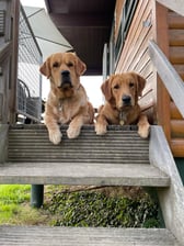 Dutch.goldens