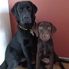 mowgli en mango de labrador.s