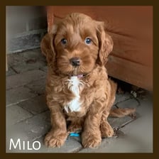 Milo_delabradoodle