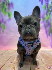 afrenchienamed_bella