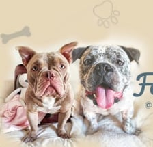 the.royal_paws