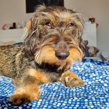 brunhilde_die_wilde_