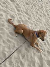 Loki_the_rescuedog19