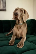 sookietheweim_meets_piper