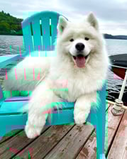 zukothesamoyed