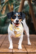 lola.the.jack.russel