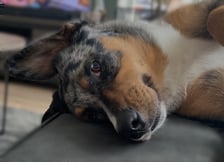 Lizzy_aussie_the_appenzeller