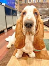 bennywafflesthebasset