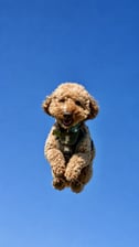 koda.the.poodle