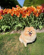 nini_the_pom