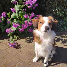 ziggy_the_kooikerhondje