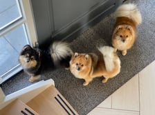 teddy_thepom2021