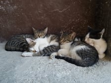 Brnjaofamily