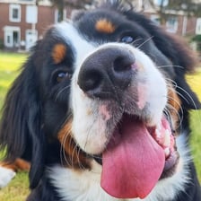milou_the_berner