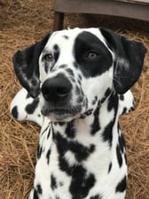 jax.the.dalmatian