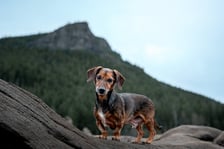 bentleythechiweenie_