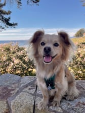 good.boy.ody