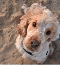 Boomerthecockerspaniel