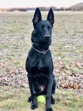 novaa_malinois