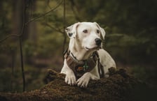 Rio_the17breeddog