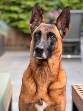 kyra_mechelse_herder