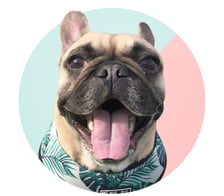 pukthefrenchbulldog