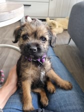nora.the.border.terrier