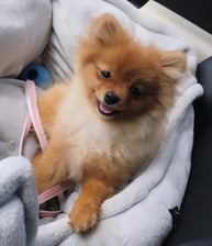keepingupwithushi