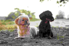 shihtzuteddy_beerminidachsie