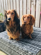 Buddy_and_Bea_sausagedog
