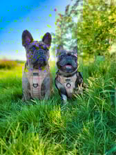 ralphyandroman_thefrenchiebros