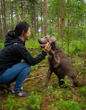 Cloud_the_silve_labrador
