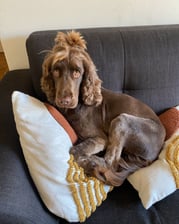 Lucythechocolatecocker