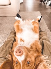 toolthetoller