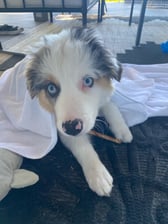 boone.theaussie