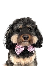 _diesel_the_cavoodle