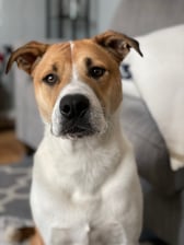 baileytheanxiousrescue