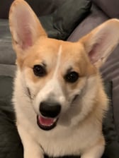 dobby_the_dutch_corgi
