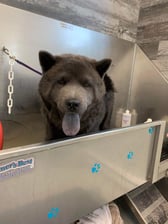 kingbraxtonthechow
