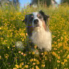 parra_australianshepherd