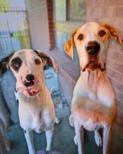 Bronx.patch_thedanes