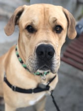 louis_great_dane_mastiff_