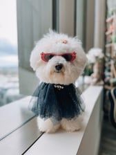 monty_the_cheese_puff