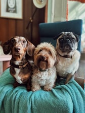 Mr.p_thedappleddachshund